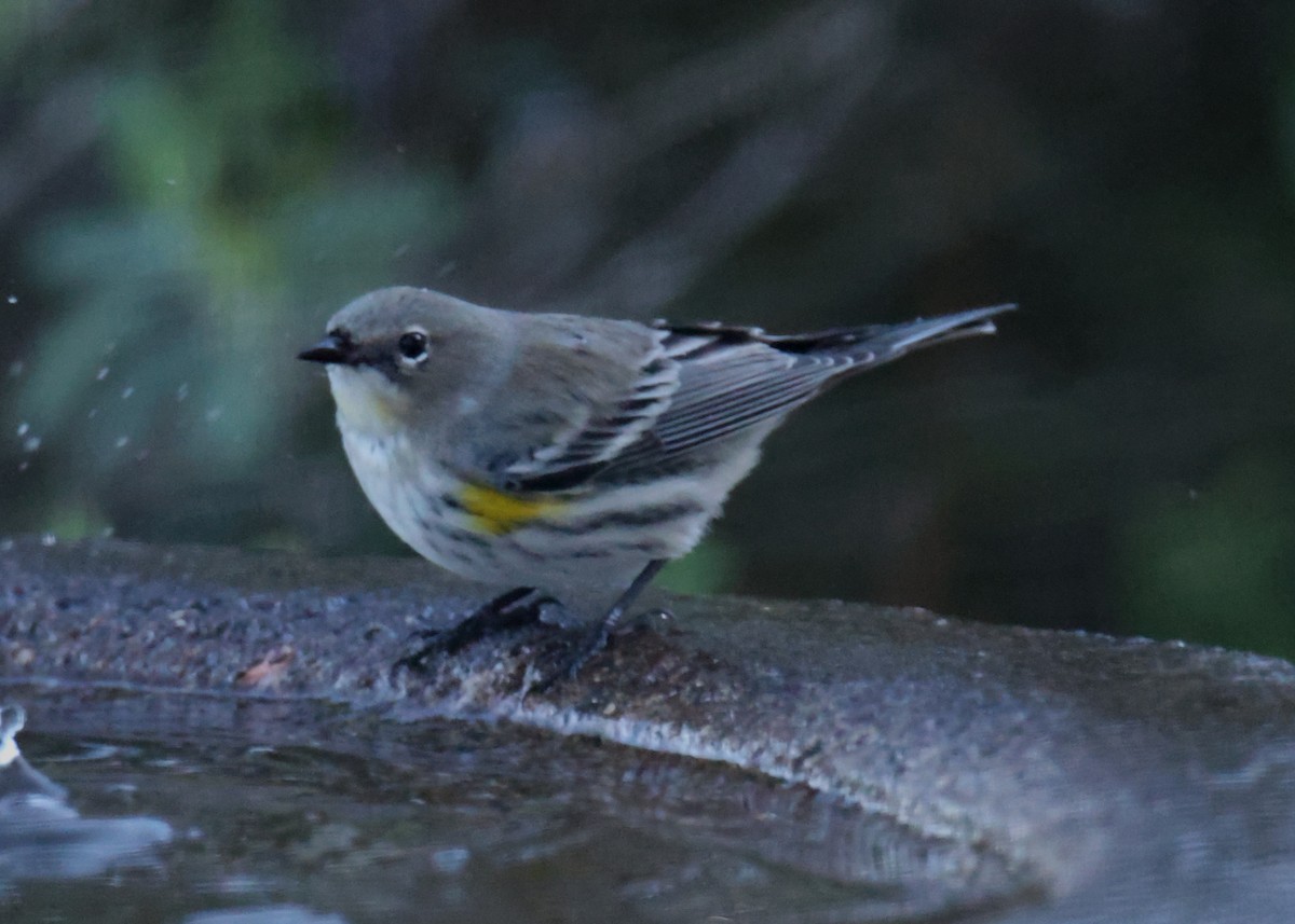 Yellow-rumped Warbler - Linda Dalton