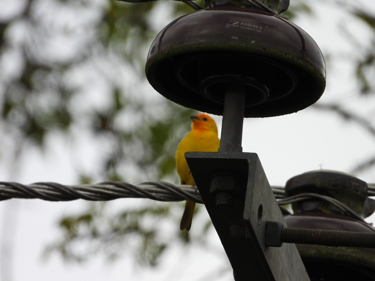 Saffron Finch - ML620822940