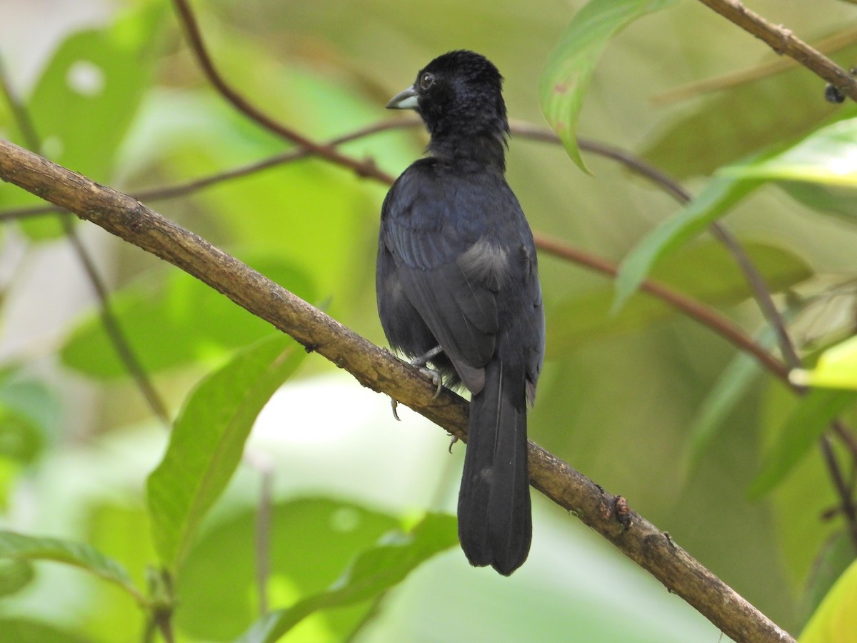 White-lined Tanager - ML620822941