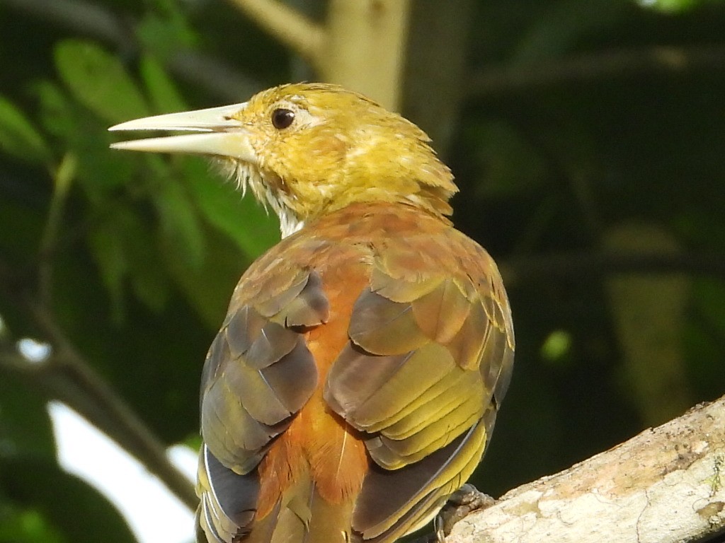 Russet-backed Oropendola - ML620822946