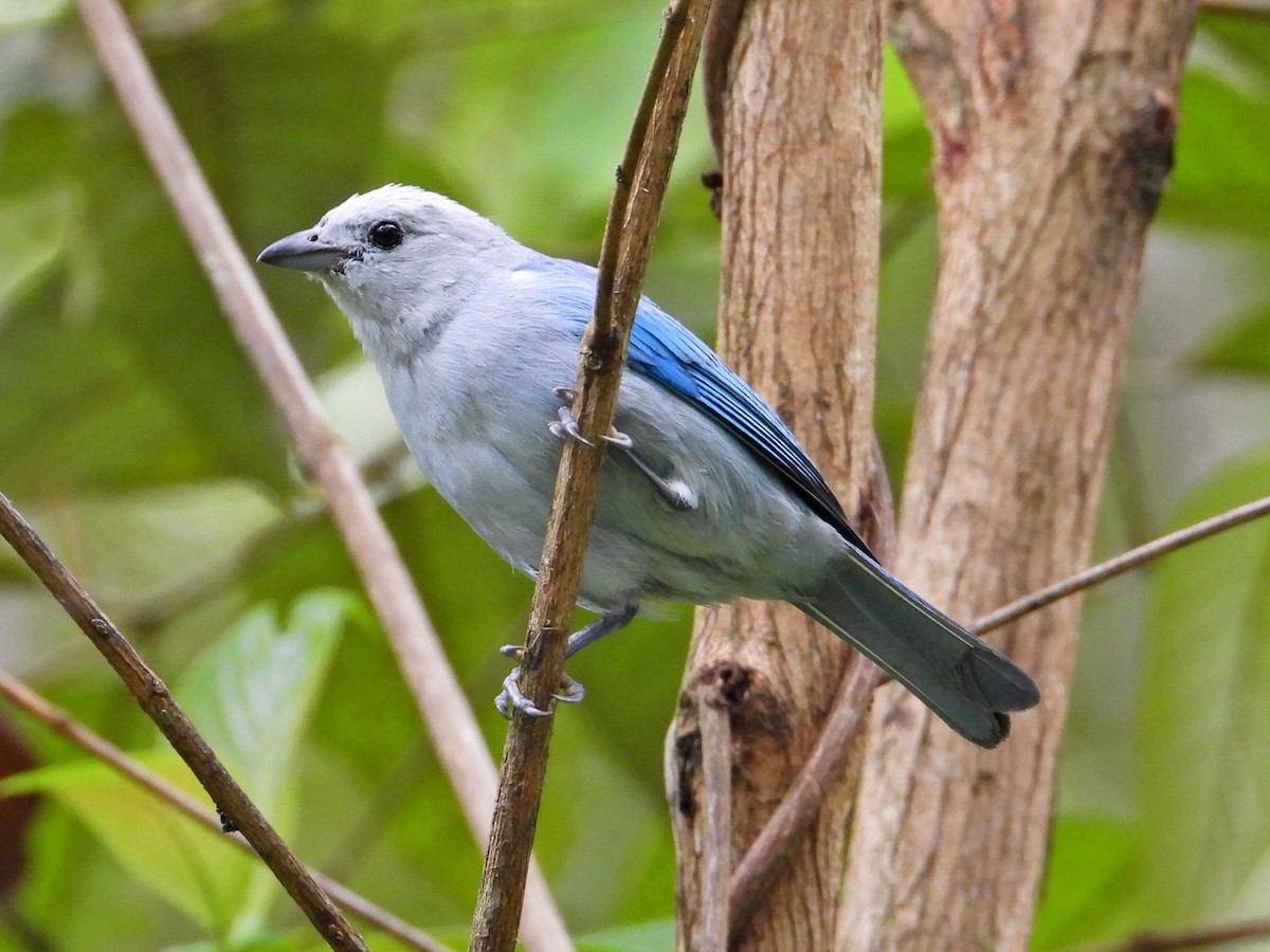 Blue-gray Tanager - ML620822950