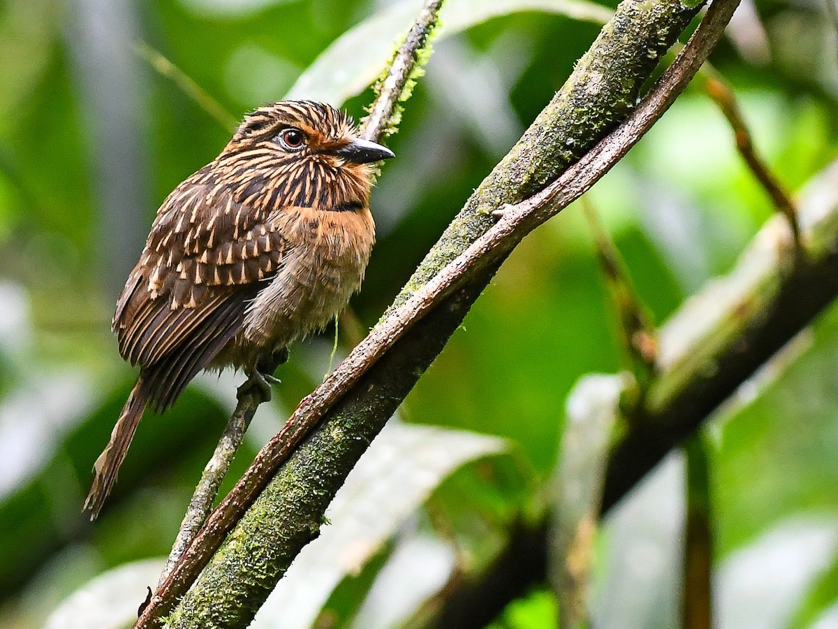 Crescent-chested Puffbird (Greater) - ML620822952