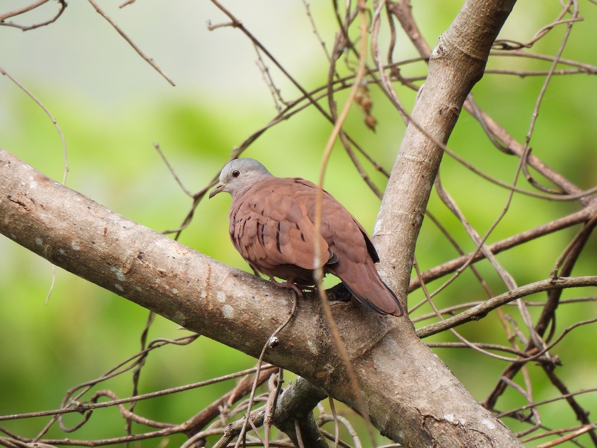 Ruddy Ground Dove - ML620822955