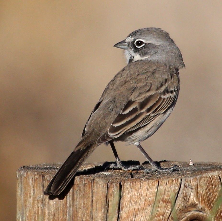 Bell's Sparrow - ML620822957