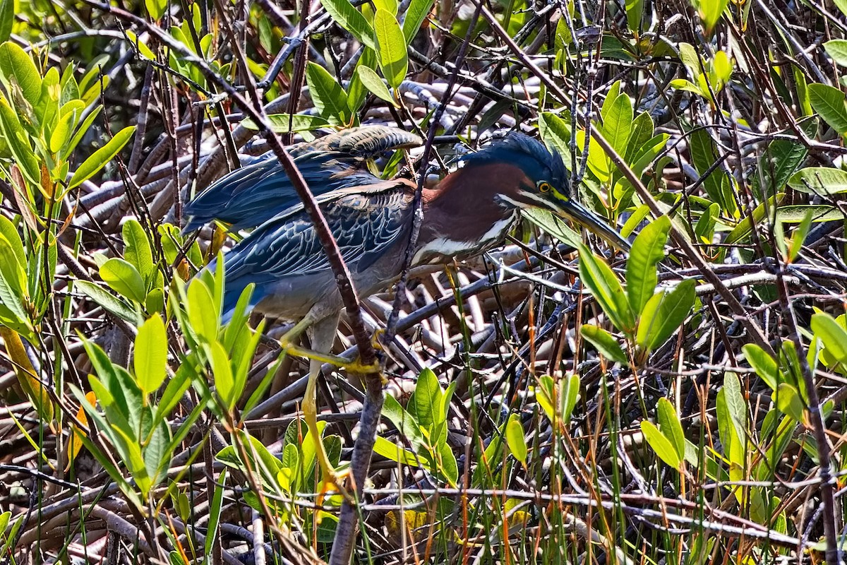 Green Heron - ML620822960