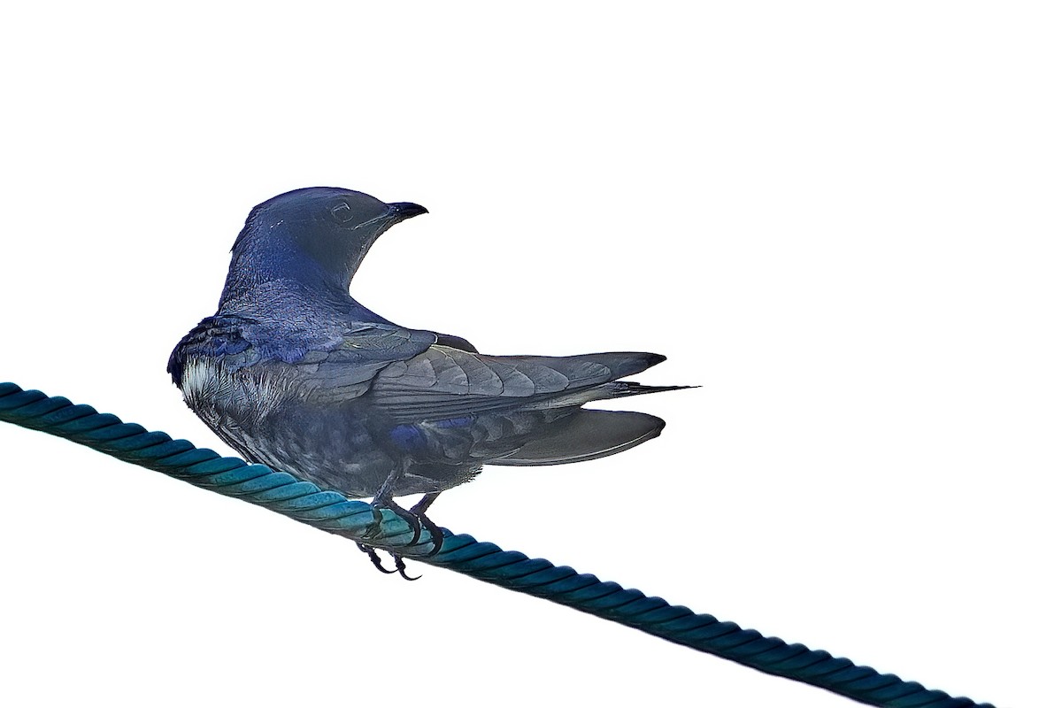 Purple Martin - ML620822967