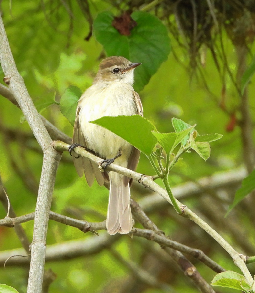 Northern Mouse-colored Tyrannulet - ML620822985