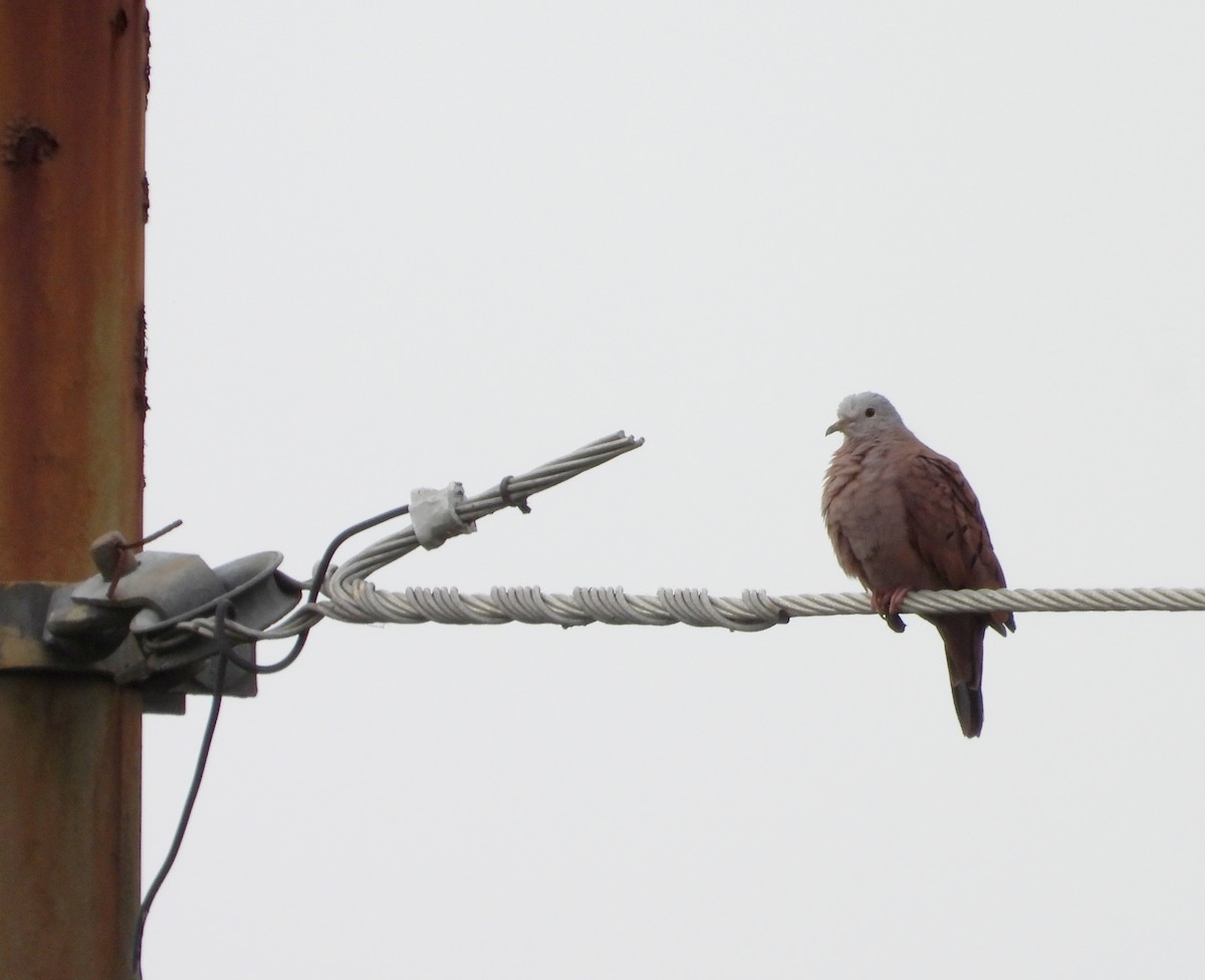 Ruddy Ground Dove - ML620822986