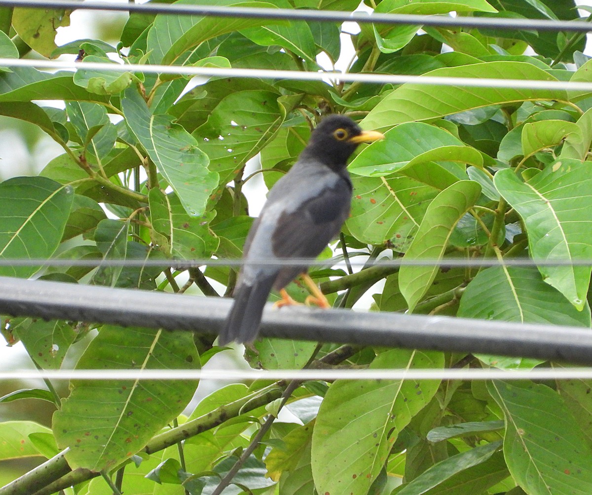 Yellow-legged Thrush - ML620822987