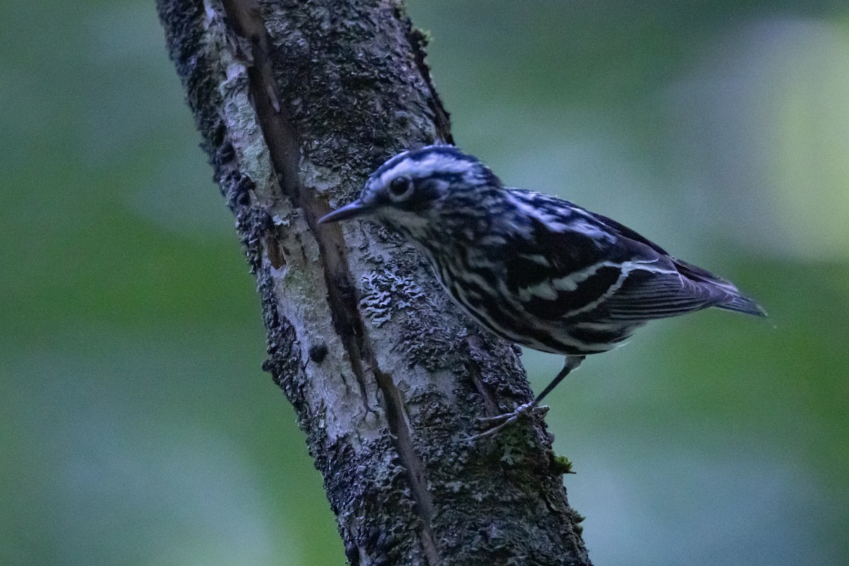 Black-and-white Warbler - ML620822989