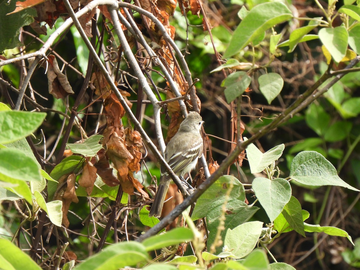 Yellow-bellied Elaenia - ML620822990