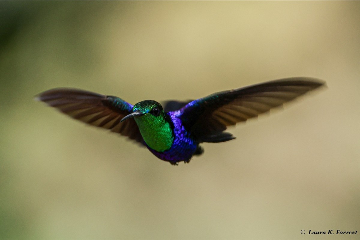 kolibřík nymfový - ML620822994