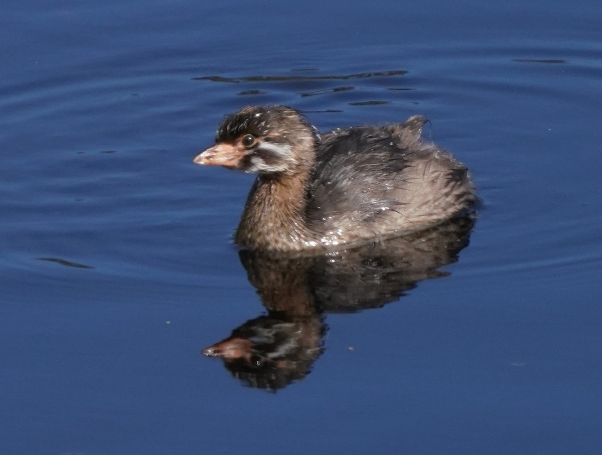 Pied-billed Grebe - ML620822995