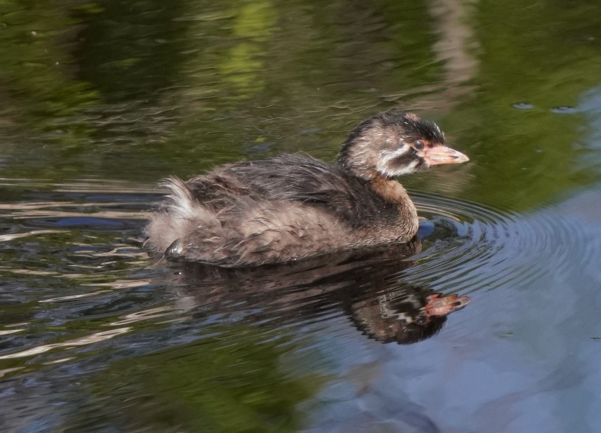 Pied-billed Grebe - ML620822996