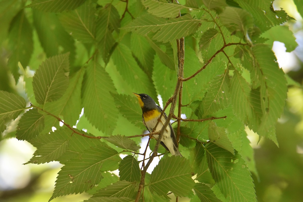 Northern Parula - ML620823002