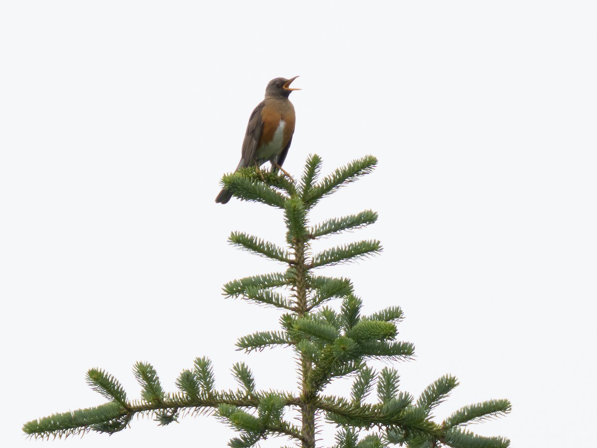 Brown-headed Thrush - ML620823004