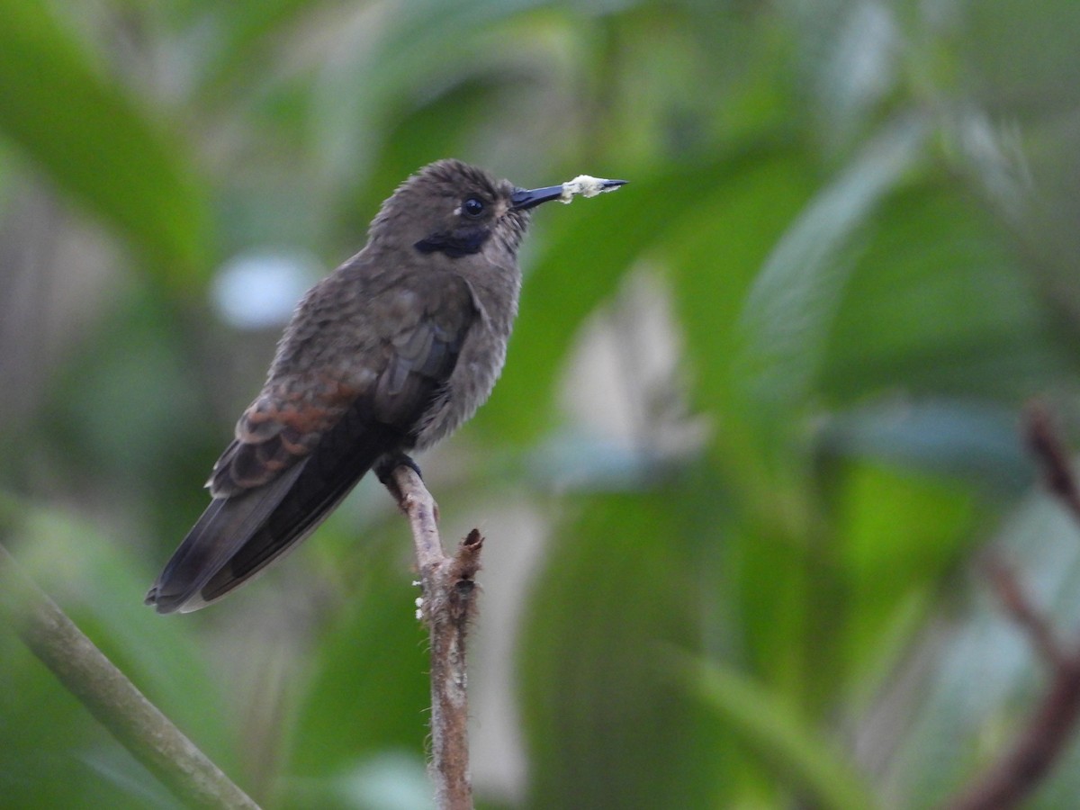 Brown Violetear - ML620823006