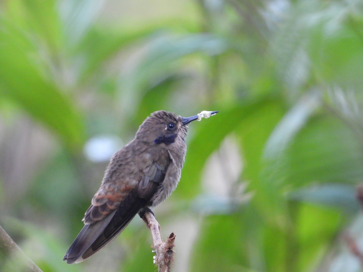 Brown Violetear - ML620823007