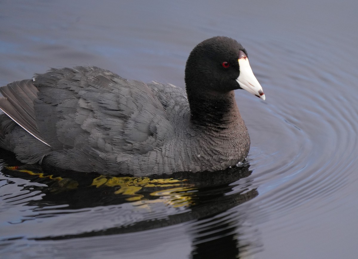 American Coot - ML620823010