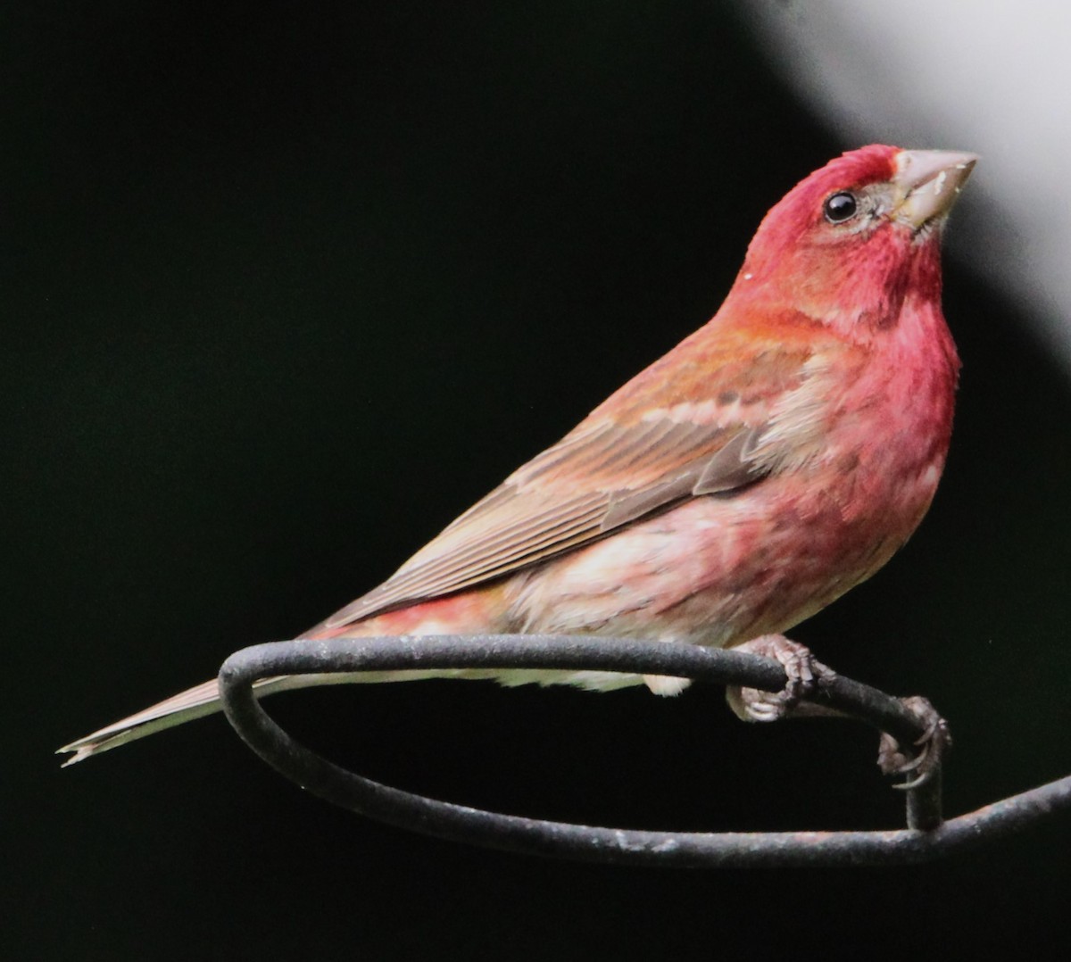 Purple Finch - ML620823011