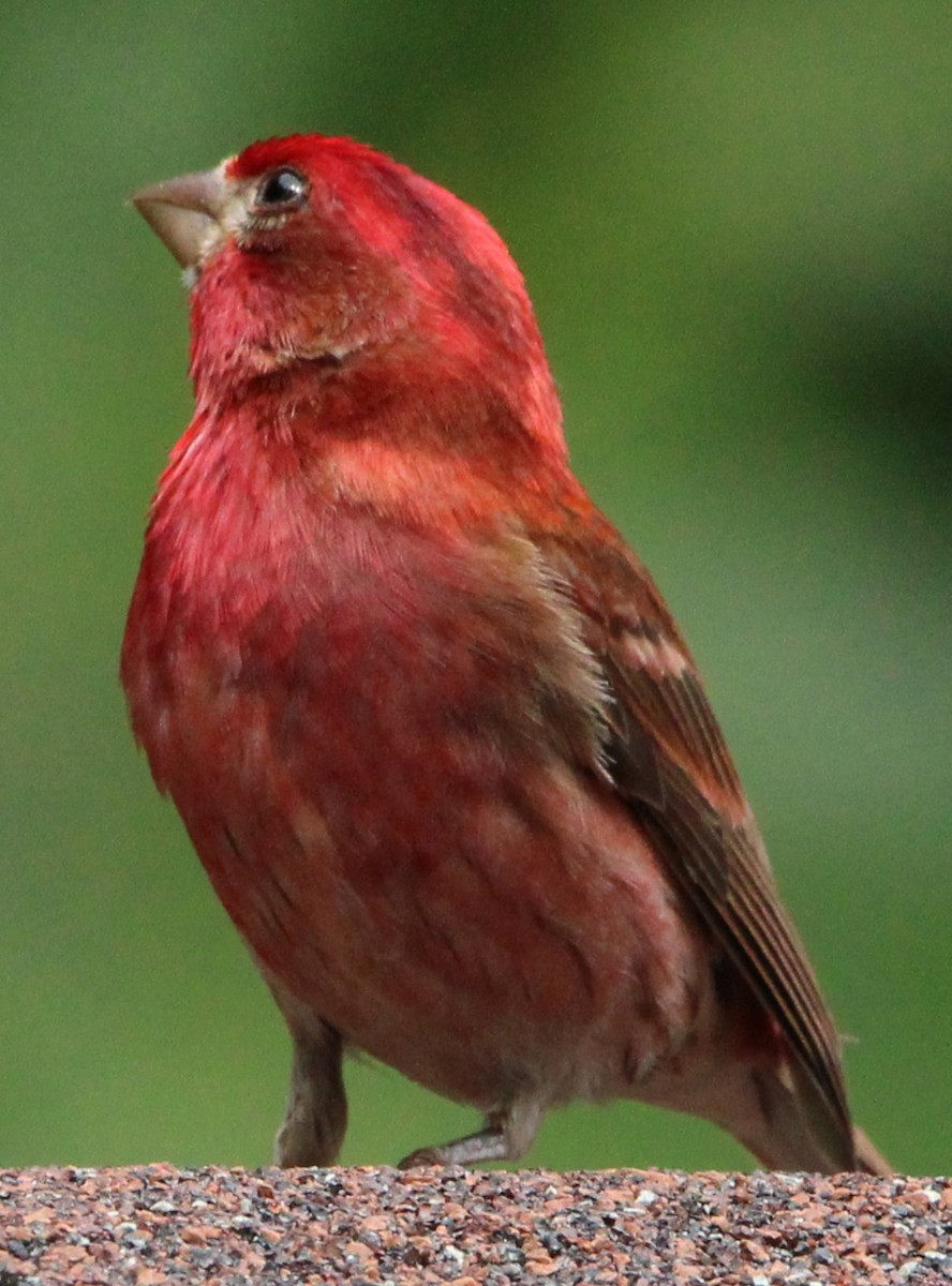 Purple Finch - ML620823014