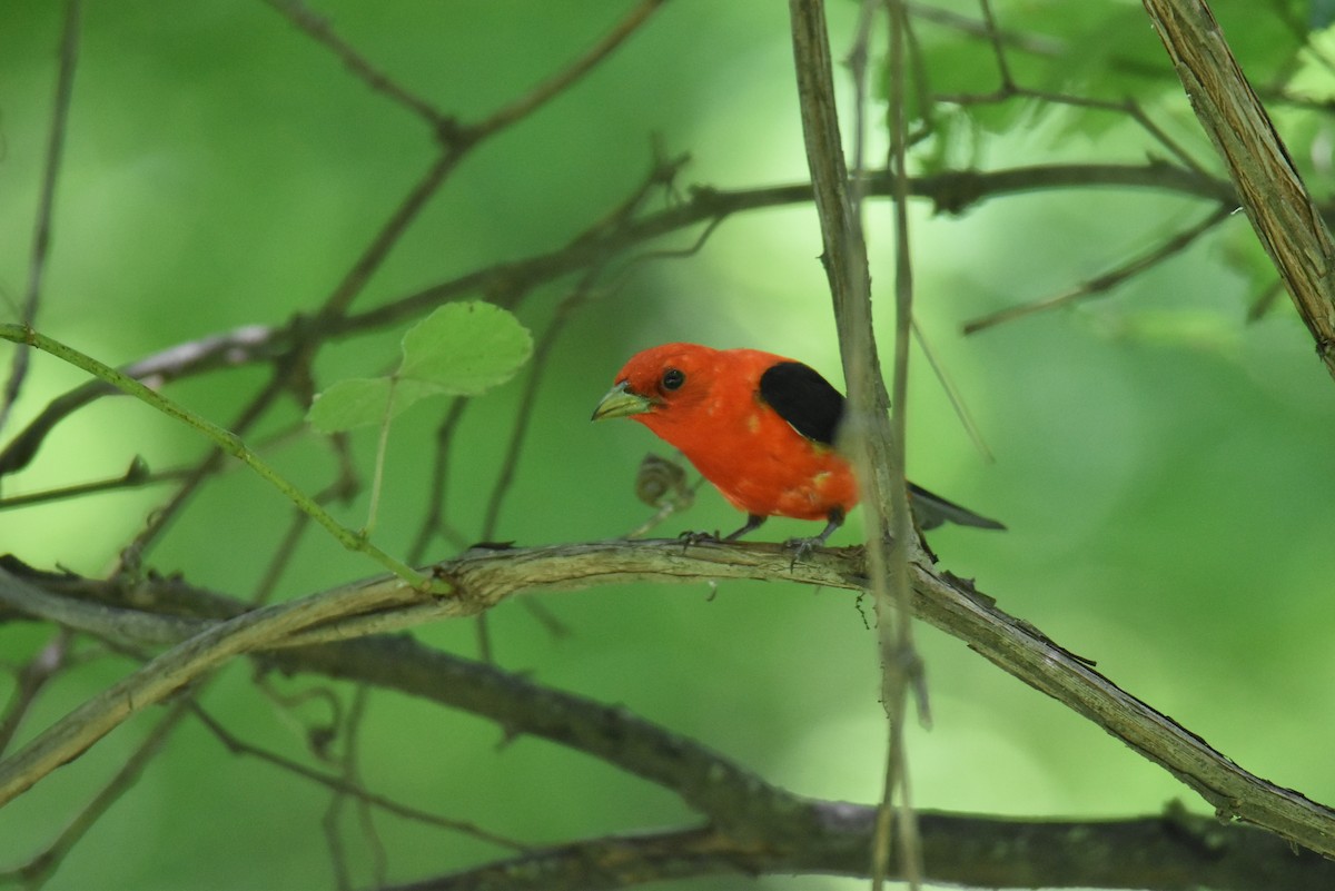 Scarlet Tanager - ML620823018