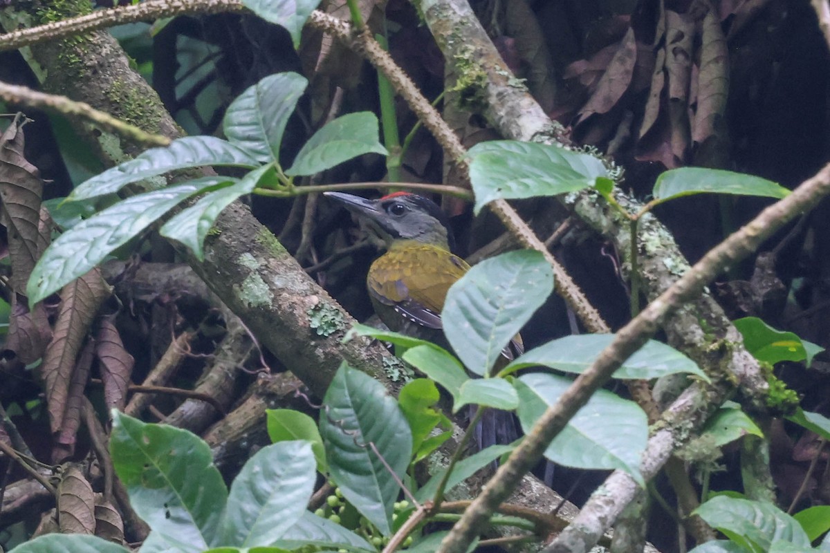 Gray-headed Woodpecker - ML620823019