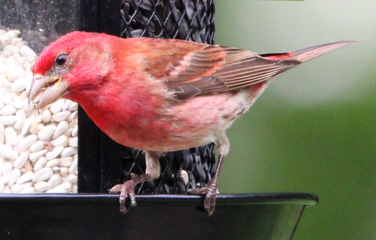 Purple Finch - ML620823020