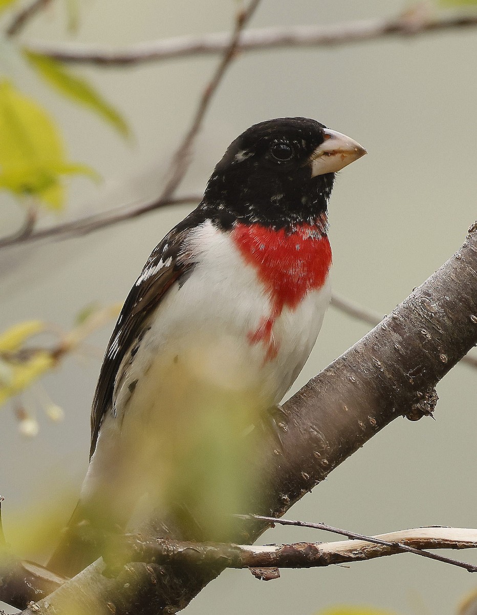 Rose-breasted Grosbeak - ML620823021