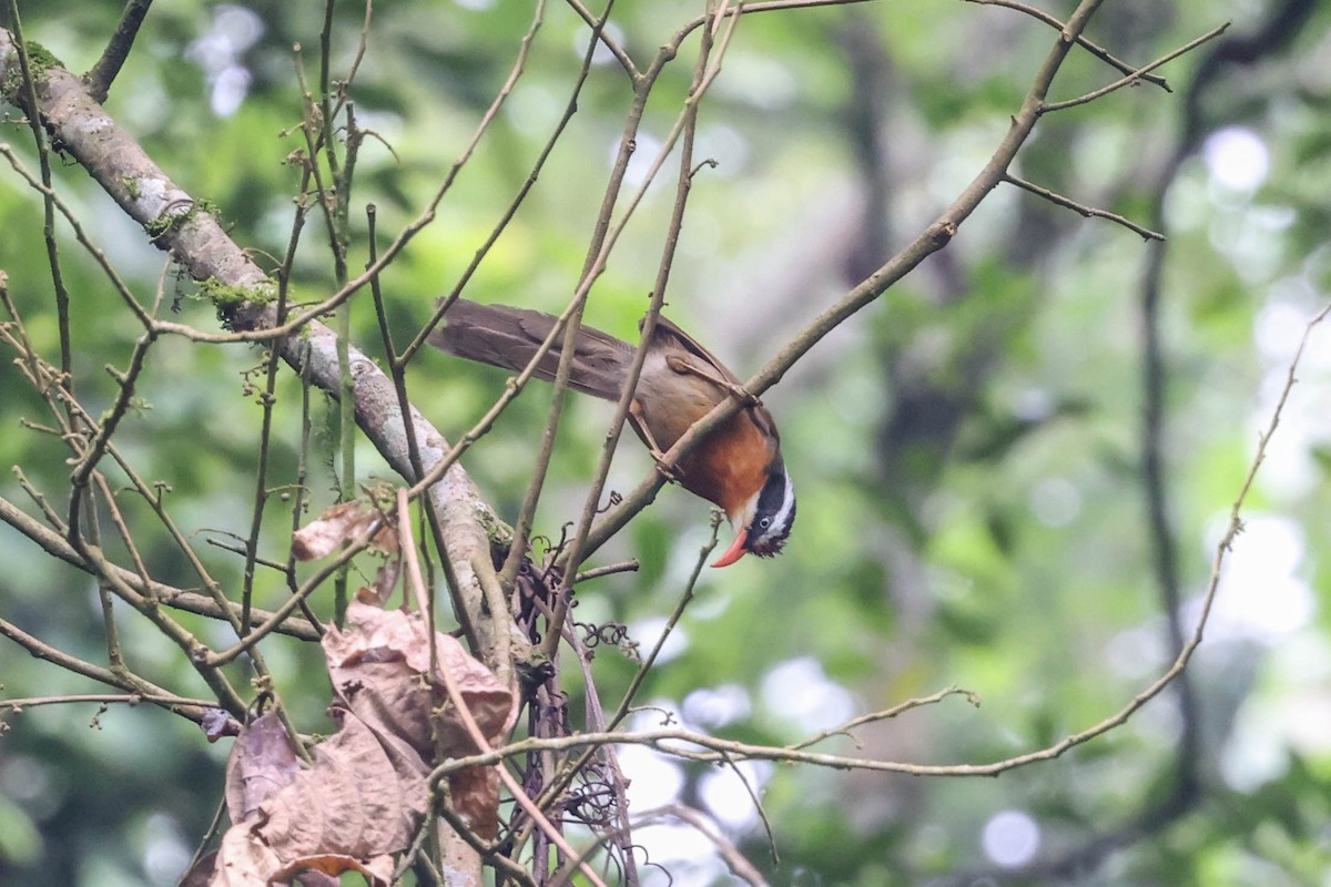 White-browed Scimitar-Babbler - Allison Miller