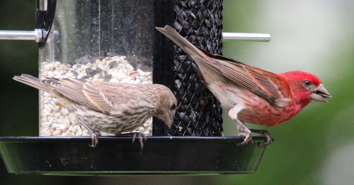 Purple Finch - NE Ohio Duck Tracker - JUDY   ( ')>