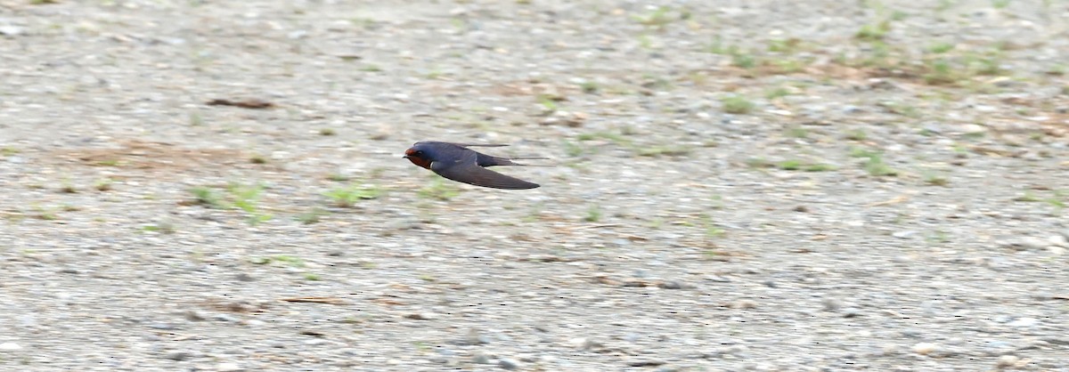 Barn Swallow - ML620823025