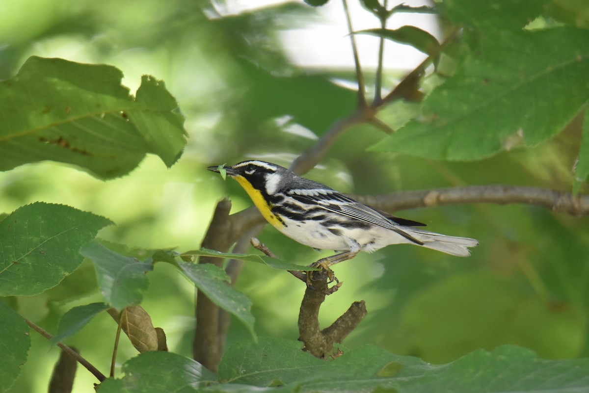 Yellow-throated Warbler - ML620823027