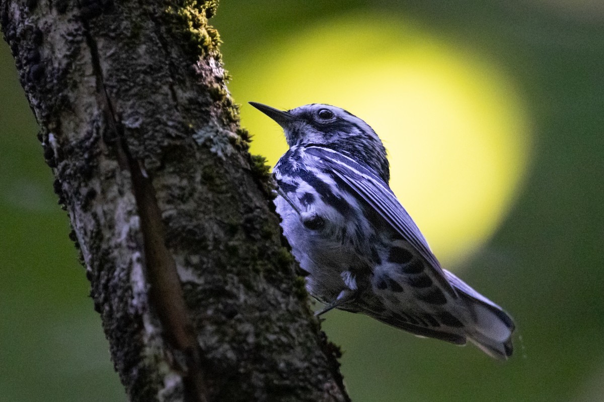 Black-and-white Warbler - Hervé Daubard