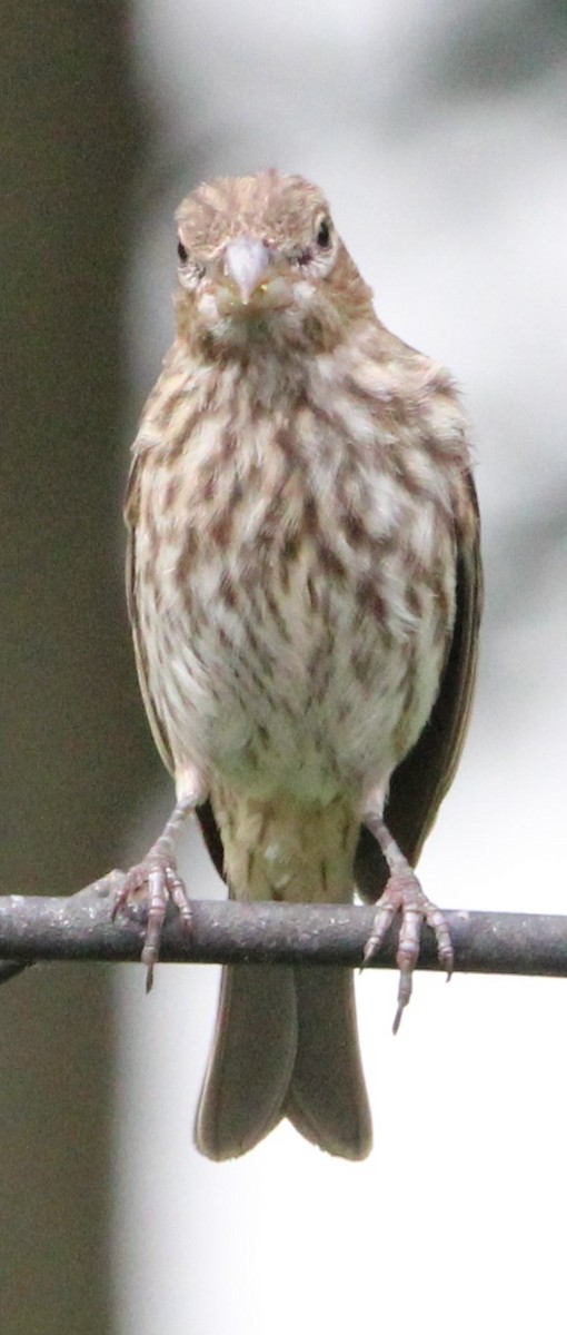 House Finch - ML620823031