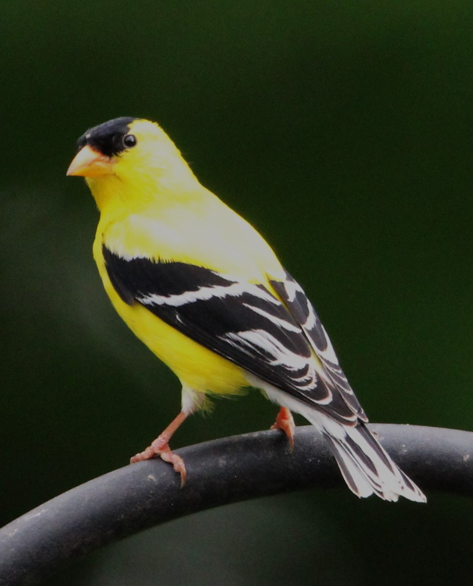 American Goldfinch - ML620823033