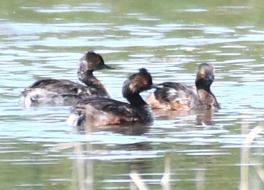 Eared Grebe - ML620823041