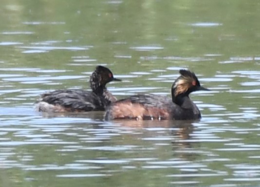 Eared Grebe - Sandi Diehl