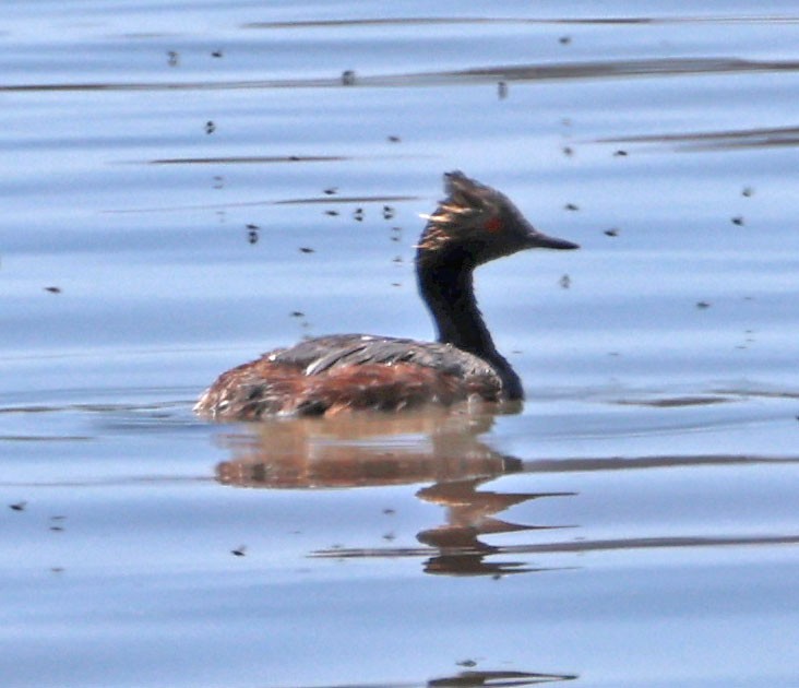 Eared Grebe - ML620823049