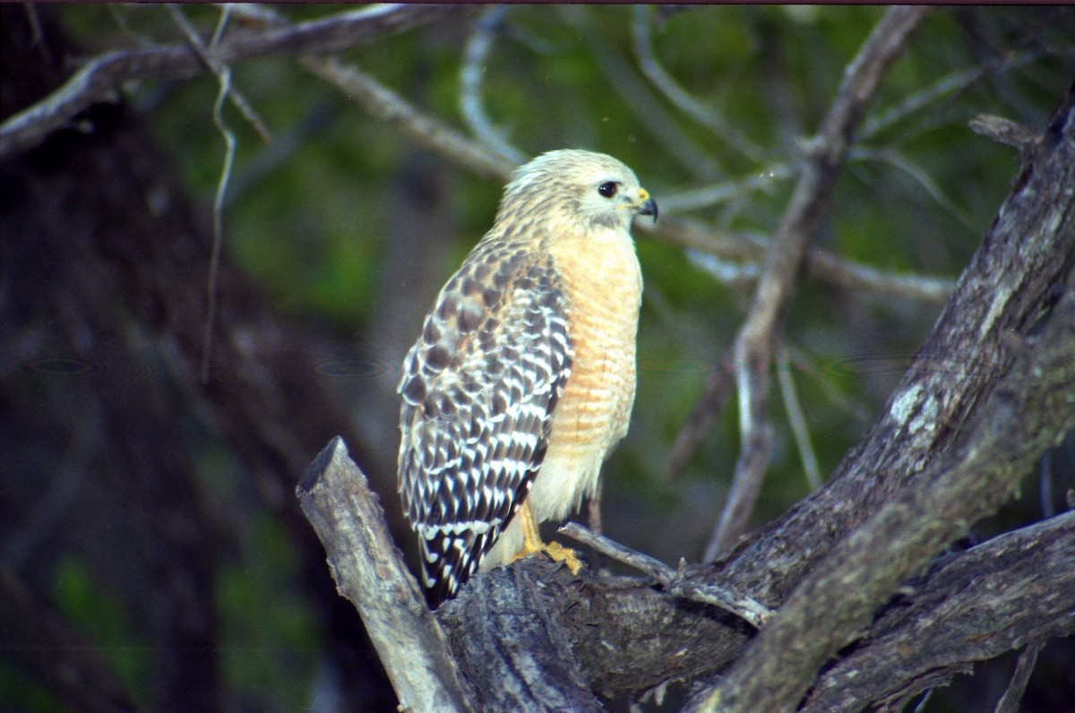 Red-shouldered Hawk - ML620823055