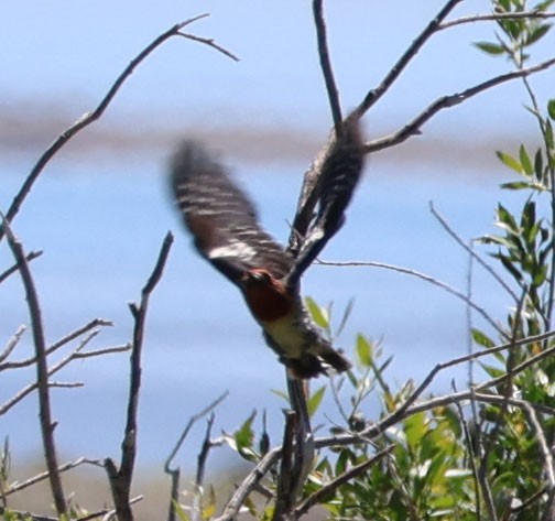 Red-breasted Sapsucker - ML620823056