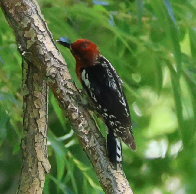 Red-breasted Sapsucker - ML620823057