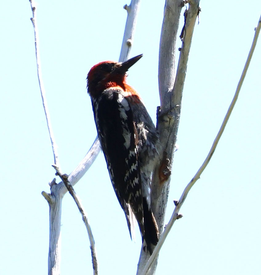 Red-breasted Sapsucker - ML620823058