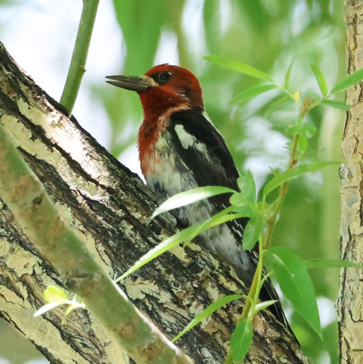 Red-breasted Sapsucker - ML620823059