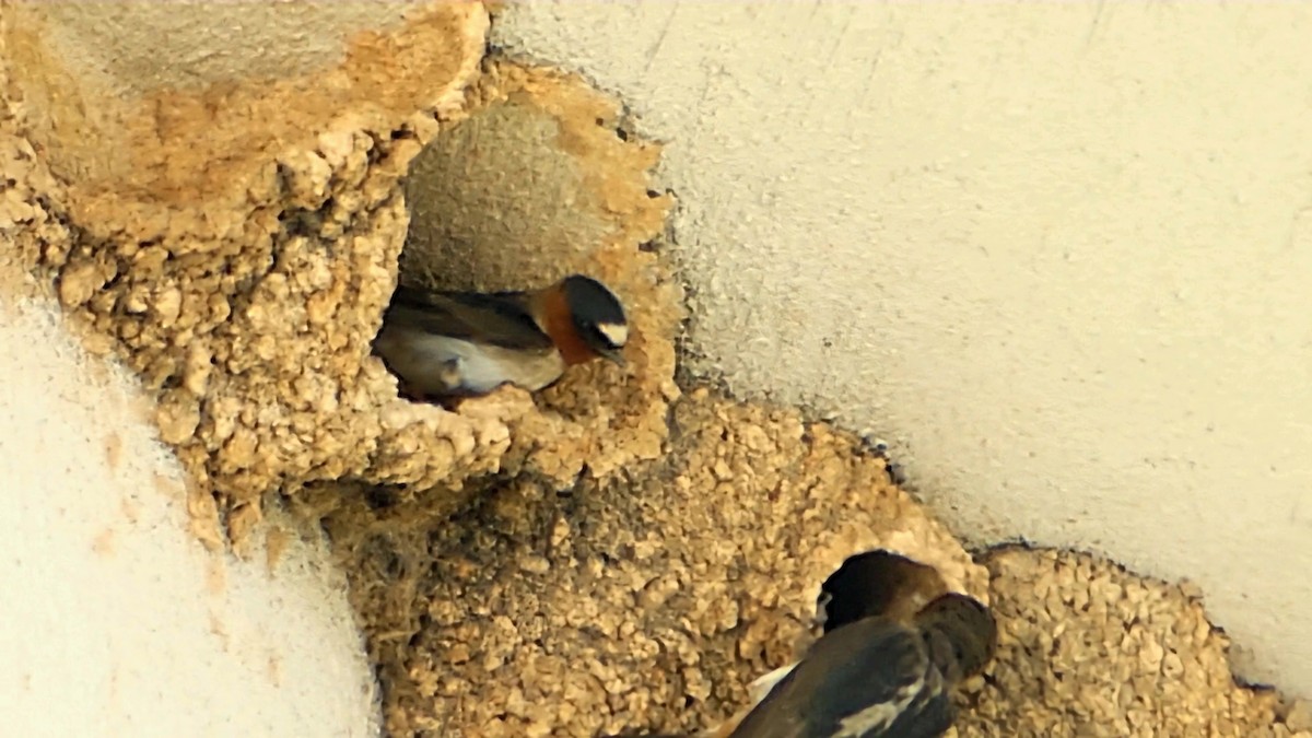 Cliff Swallow - ML620823060