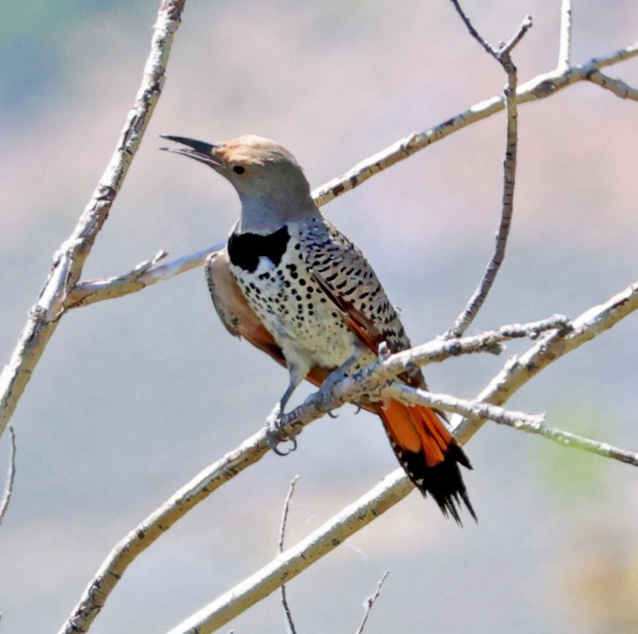 Northern Flicker - ML620823062