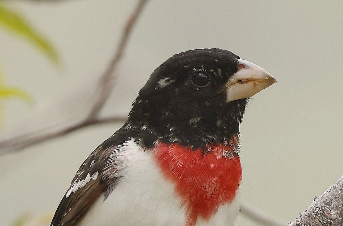 Rose-breasted Grosbeak - ML620823065