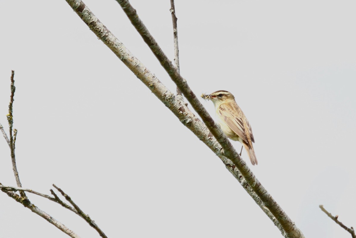 Sedge Warbler - ML620823066