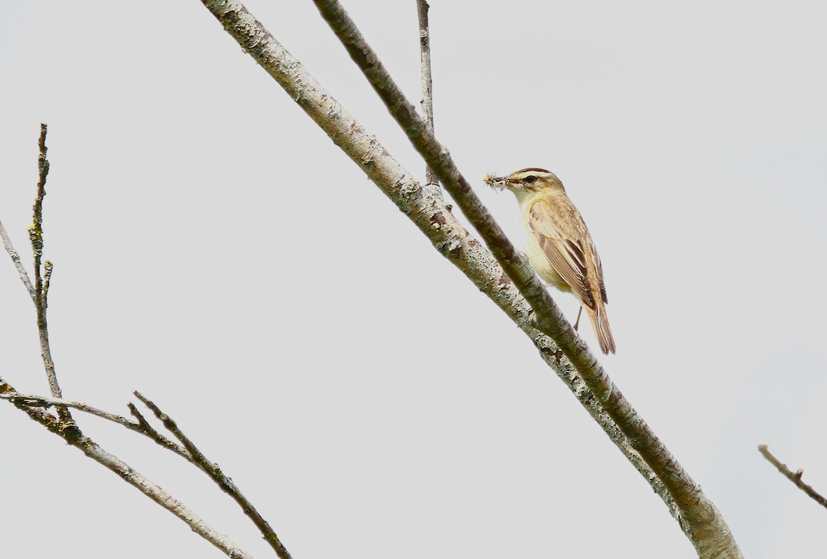 Sedge Warbler - ML620823067