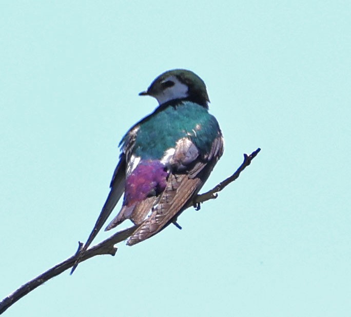 Violet-green Swallow - ML620823069